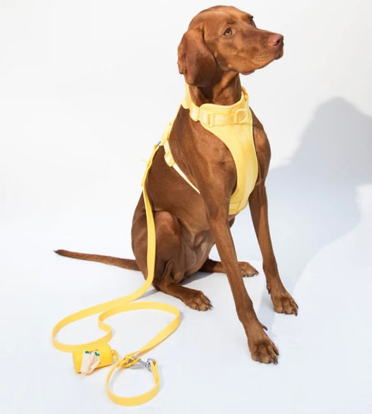 Sunflower Yellow Dog Harness