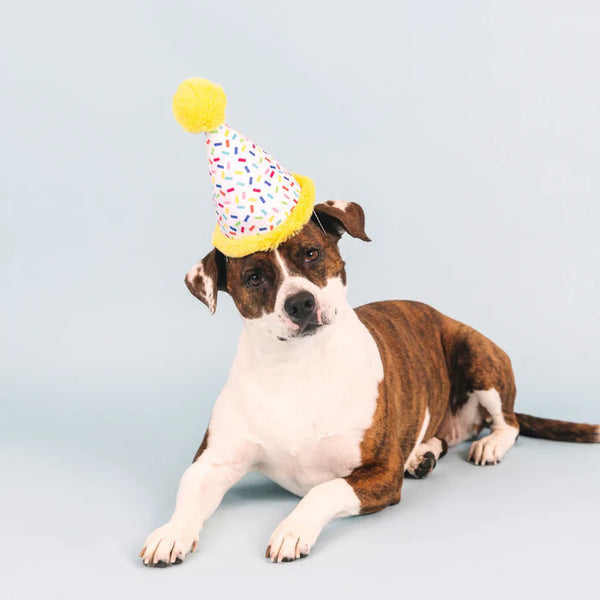 Time to Celebrate Plush Dog Toy/Hat